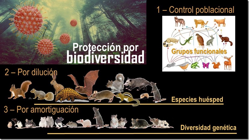 La biodiversidad nos protege de pandemias
